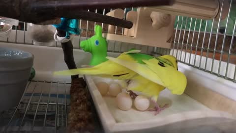 Budgie laying an egg