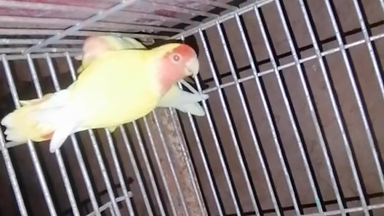 Beautiful parrot video