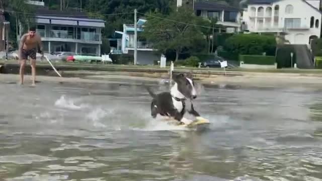 Surfing dog!!! 😲🐶😂 part2