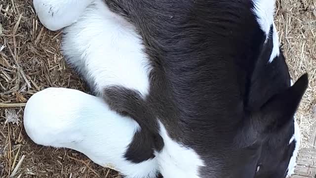 Pink Nose Cattle 🐄 🐄