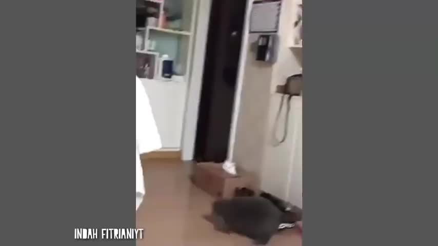 Funny Cat Part 11