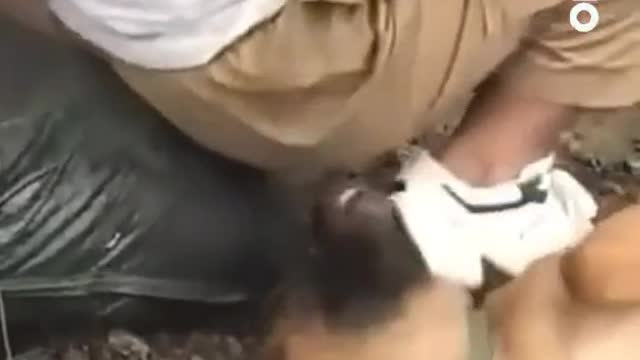 Funny dog