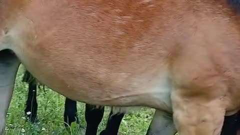 Horse Videos