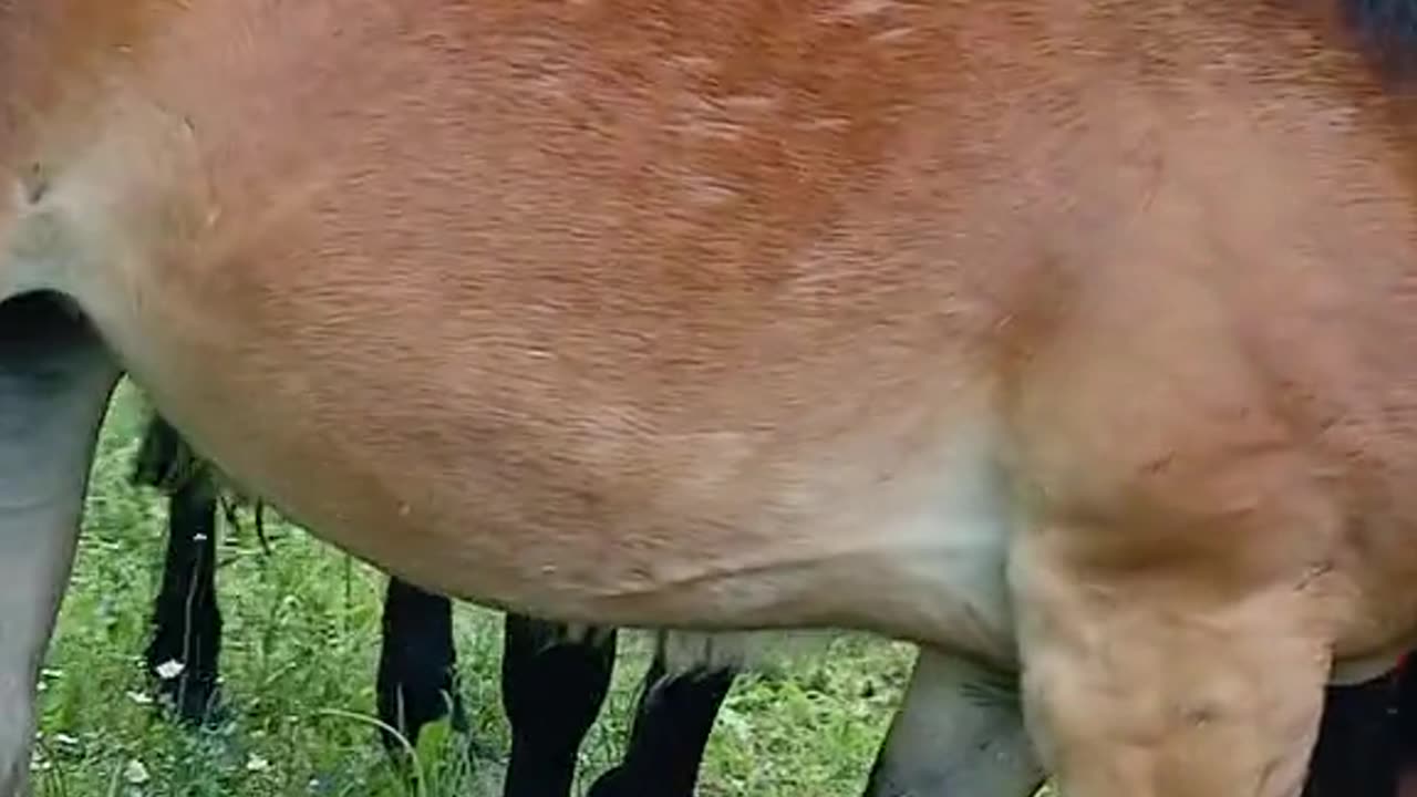 Horse Videos