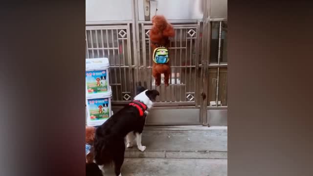 Cats and Cute Pets Compilation