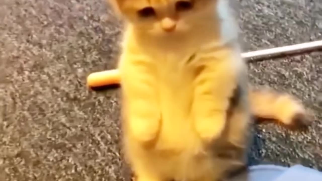 Cat Footage Video 2