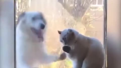 SOO FUNNY - DOG AND CAT