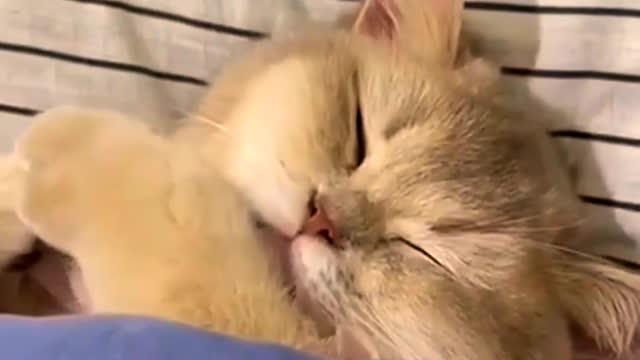 Cutest Cat sleeping Time