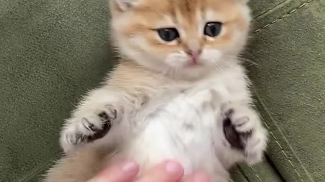 Cutest cat video