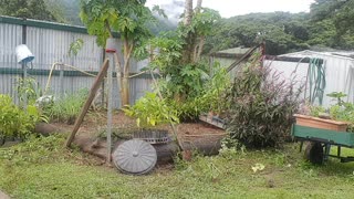 Trimming lemon grass