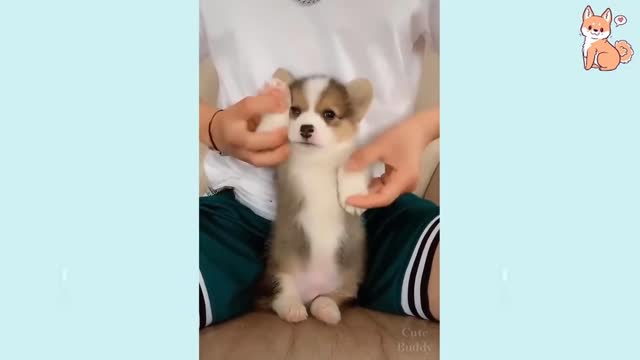 Cute Puppies and Smart Dogs Compilation | Cute Buddy