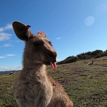 Kangaroo licking her lips