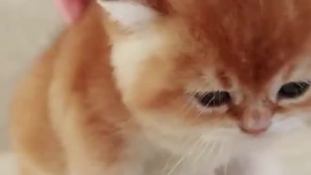 kittens playing with chicken