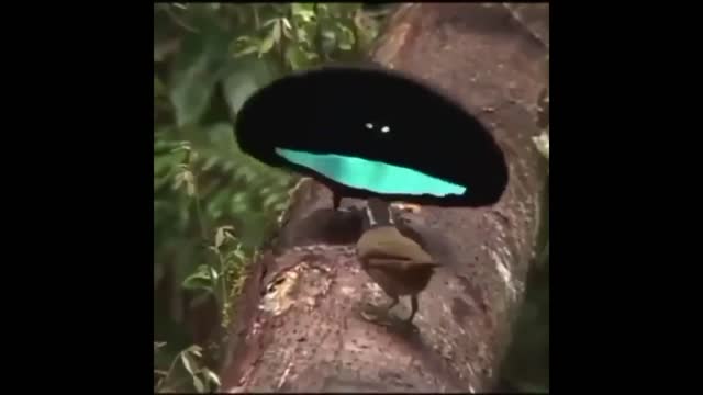 Marvellous Nature