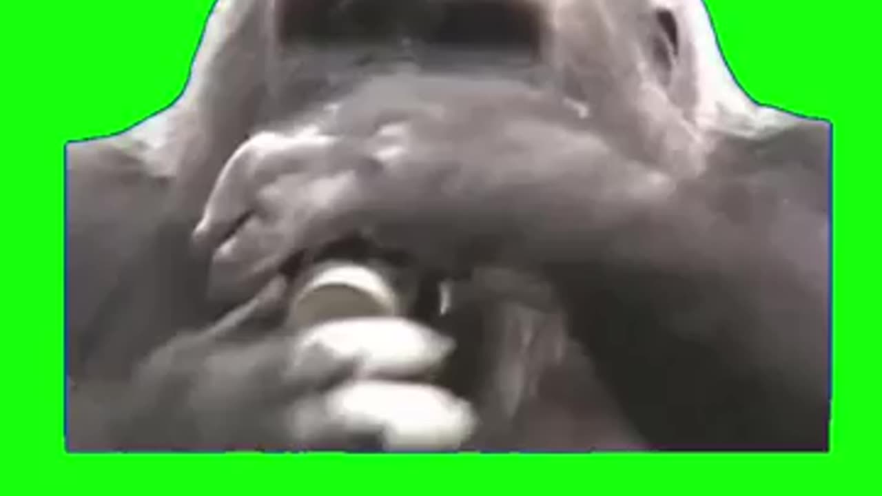 Gorilla Drinking a Beer Green Screen #gorilla #party #monkey #friday #saturdayvibes #meme #memes #