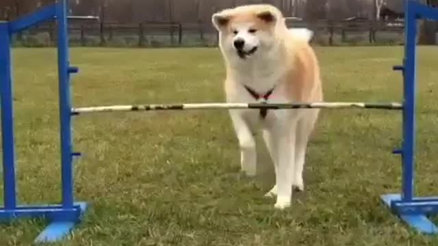 A dog full of wisdom, nothing is more important than eating