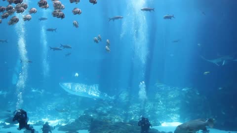 Watch the whale shark in the aquarium. Really amazing scene