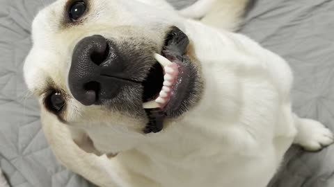 A pretty smiley retriever.