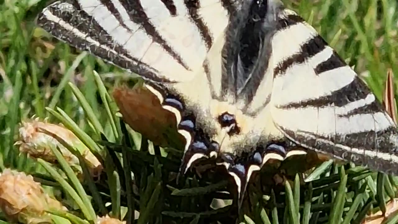 Swallowtail in detail.