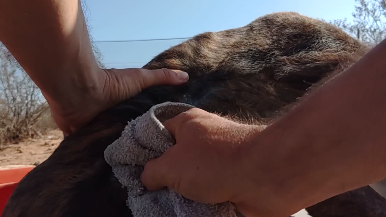 Wookiee boy - E Collar Day 3