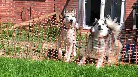 Huskies Figuring out Temporary Fence