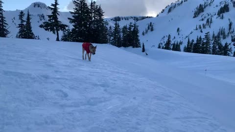 Distracted Doggo Drops Ball Down Slope 2