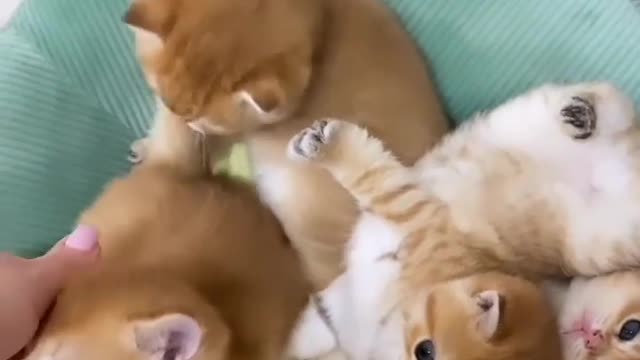 🖤💖😻💫🖇️Cat Lover 🖤💖😻💫🖇️