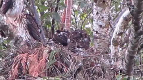 June 2014 - Hawk's nest