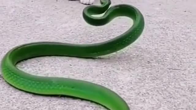 Crazy cat fights---snake