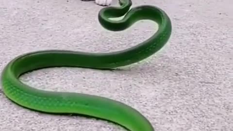 Crazy cat fights---snake