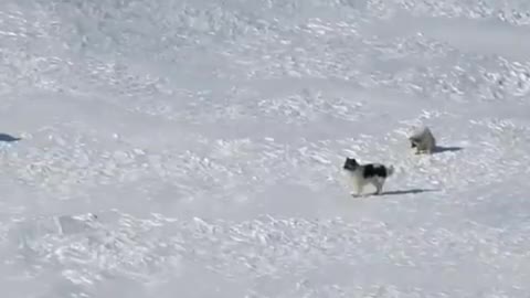 DOGS FIGHTING WILD WOLVES FOR SURVIVAL