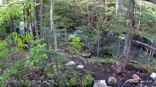 Fox at the brook with a meal