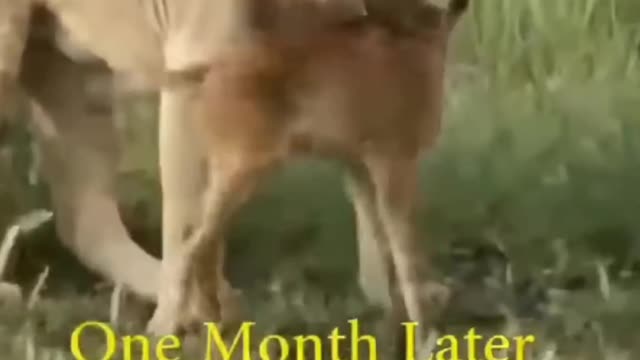 tiger_save_the_buffalo#shorts #