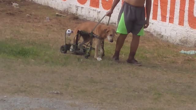 Dog Goes on His Walk with Some Help