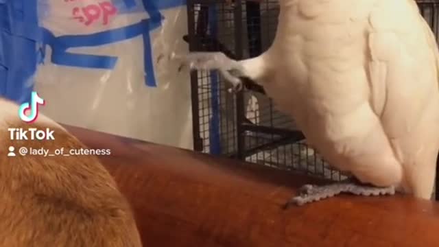 Cockatoo Comedy