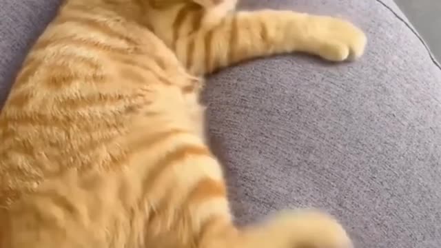 CRAZY FUNNY CATS🐱 vairal clips🐱🥰