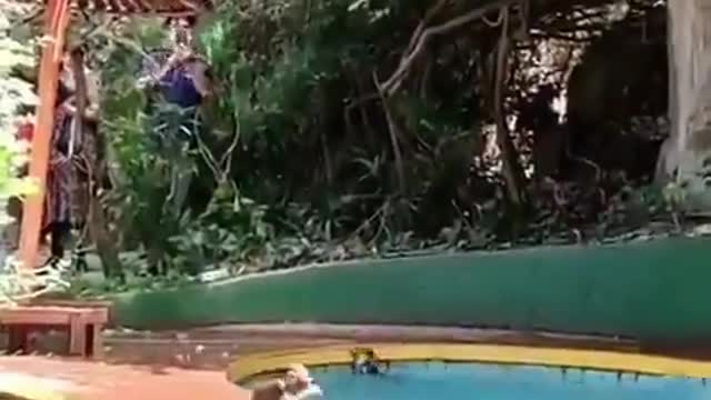 Monkey's Take Over Pool Happy Good Vibes