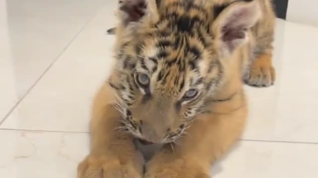 cute little tiger