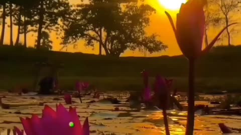 Sunset 🌇