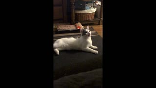 Funny Talking Cat