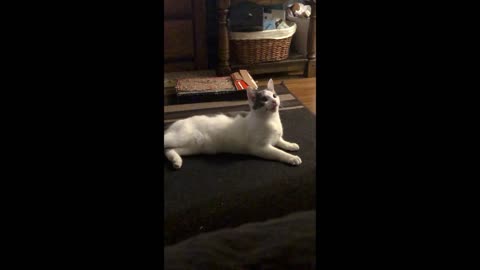 Funny Talking Cat