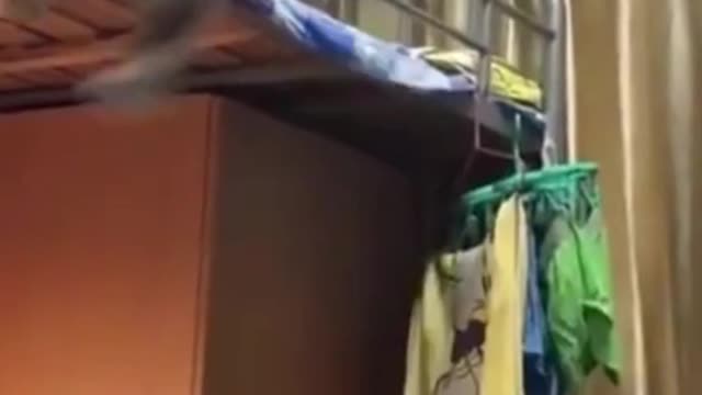 The Funny Cat Jumped And Fell In The Mans Head
