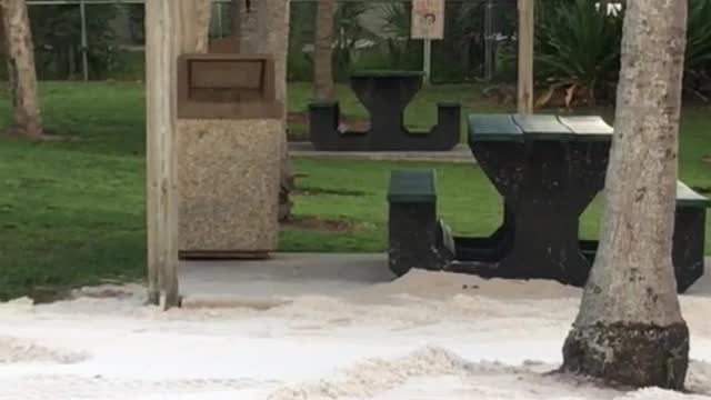 Two cats play fight on grass near sandy beach bench