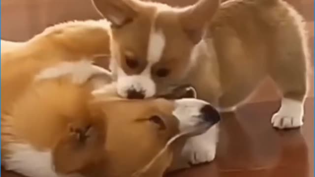 Dog! Cute and Funny Dog Video