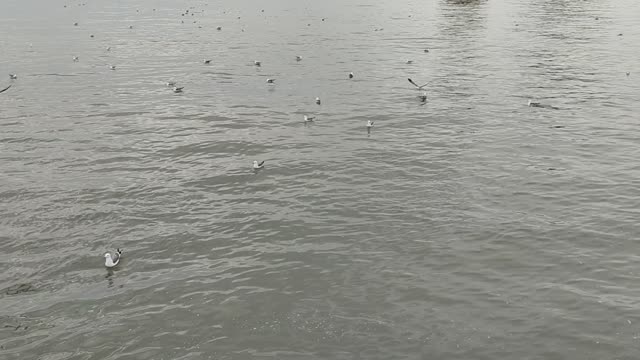 On the sea, seagulls fly