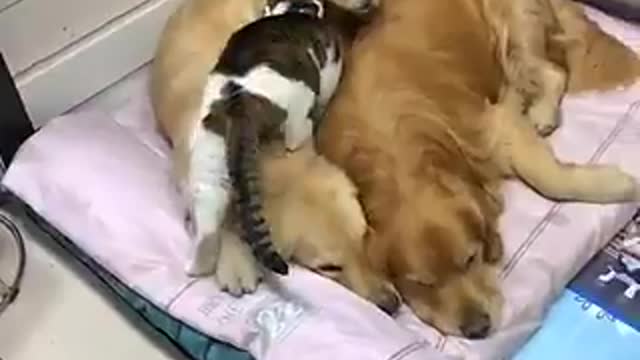 Love between a cat and dogs