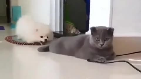 dog pulled cat's tail