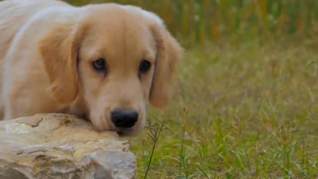 Dogs only blink their dark eyes