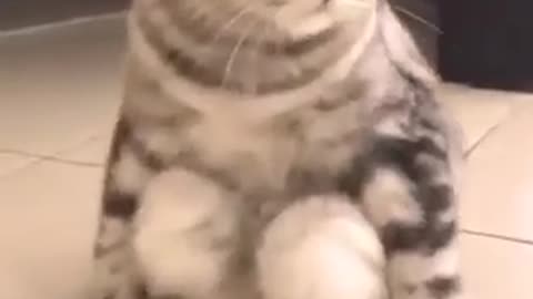 Cute Cat Funny Video