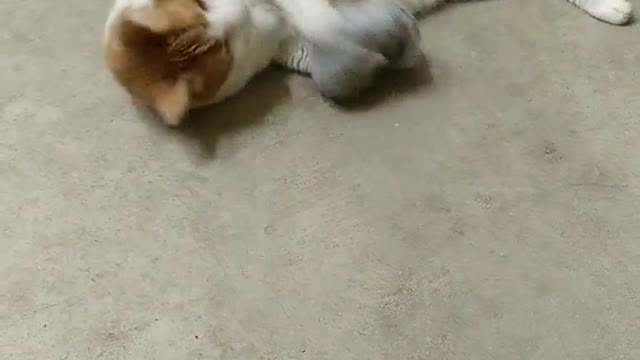 Butterscotch is playing with catnip sock